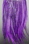 Plume Striée Purple Taille XXXL