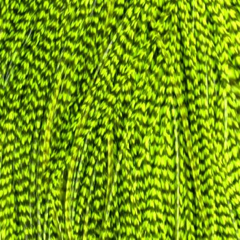 Plume Striée Fluo Green
